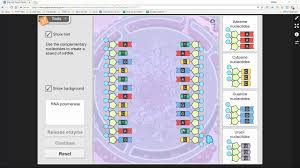 What are the two dna components shown in the gizmo? Rna Protein Synthesis Gizmo Activity A Youtube