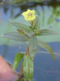 Image result for Limnophila ceratophylloides