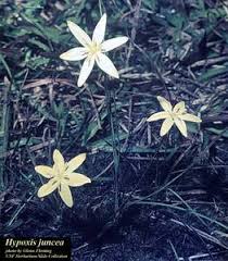 Image result for Hypoxis parvifolia