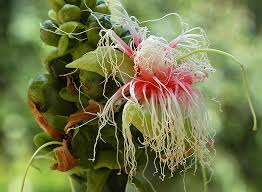 Image result for Pleurolobus tanganyikensis