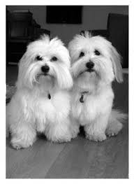 Black And White Coton De Tulear Puppies For Sale Loving Playful Hypoallergenic Coton De Tulear Puppies For Sale Havanesedogs Coton De Tulear Puppy Coton De Tulear Dogs Havanese Puppies