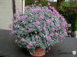 Kalanchoe Pumila A Succulent With Striking Silver Foliage That Contrasts Beautifully With Lovely Pink Blooms Succulents Plants Plant Cuttings