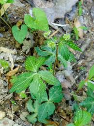 Image result for Sanicula