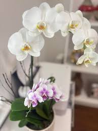 Image result for Habenaria livingstoniana