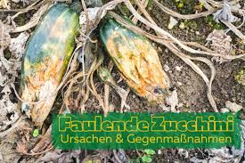 How much magnesium in zucchini. Zucchini Faulen An Der Spitze Ursachen Losungen Gartenlexikon De