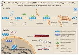 May 06, 2021 · the latest tweets from 야외노출트윗 (@hsdjfhiuw3hif74). Hypoxia Inducible Factor Wikipedia