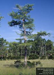 Image result for Taxodium
