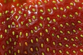 What is the dna of a strawberry? Observational Drawing Of Strawberries A Sensory Experience Playing In Prep