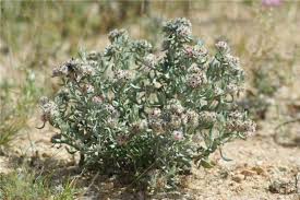 Image result for Helichrysum candolleanum