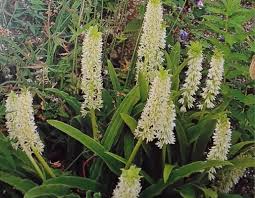 Image result for Eucomis zambesiaca