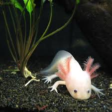 Axolotl Salamander That Never Undergo Metamorphosis From The Larvae Stage Therefore The Water Gills Remain Intact In A Weird Animals Axolotl Animals Beautiful