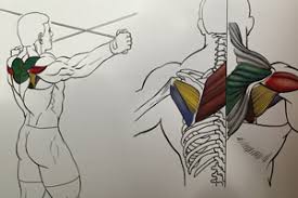 The cable crossover is one of the few exercises that put stress on the pecs at the end of their range of motion: Fitastic Standing Cable Crossover Rear Delt Fly Everyone Deserves To Feel Fitastic