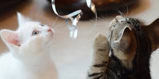 But why are cats so obsessed with laser pointers? Playing With Your Cat International Cat Care