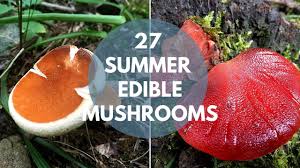 We did not find results for: We Developed A Free App To Help You Identify Mushrooms Just Upload Your Photos Youtube