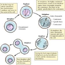 Phases of meiosison the lines provided, identify the stage of meiosis i or meiosis ii in which the event described occurs.prophase i9. Cell Division Key Terms Flashcards Quizlet