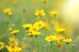 Mayans viewed the color in yellow to be white flower meanings: What Do Yellow Flowers Stand For When To Send Them
