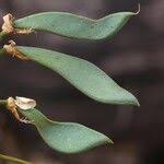 Image result for Craibia