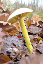 Image result for Blotiella trichosora