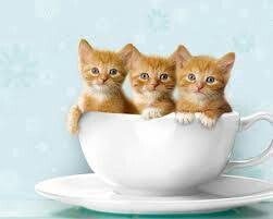 Biz Uc Kardesiz Ve Cok Kucuguz Cute Kittens Komik Kedi Resimleri
