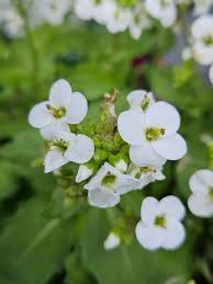 Image result for Arabis