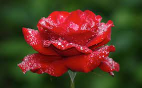 Check spelling or type a new query. World Love Flowers On Twitter The Most Beautiful Flowers In The World Https T Co N1vvdqcki9