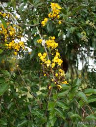 Image result for Chamaecrista wittei