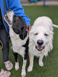 Crossville Alabama. Another Anatolian was hit and killed right near here  yesterday