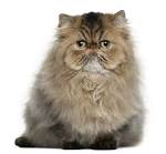Persian Cat Breed Images and Facts | petMD | PetMD