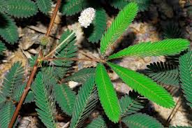 Image result for Mimosa mossambicensis