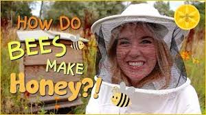 How do bees make Honey?