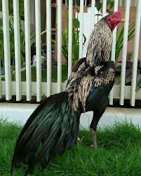 Ayam Jalak Jalak Ayam