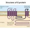 Sintesis protein atau polipeptida, pelipatan protein. 1