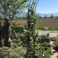 Die Schisandra Wachst Seit Vielen Jahren An Diesem Rosenbogen Sie Hat Nur Am Vormittag Sonne Und Macht Doch Immer Fru In 2020 Garden Arch Outdoor Structures Outdoor