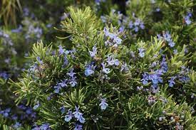 You can too if you know how to propagate rosemary. Rosemary Planting Growing And Harvesting Rosemary Plants The Old Farmer S Almanac