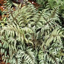 Image result for Athyrium