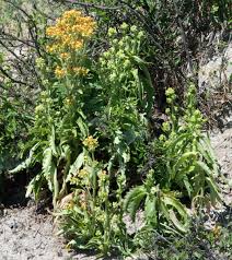 Image result for Kalanchoe lanceolata