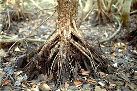 Image result for Lumnitzera racemosa