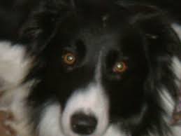 Border Collie Trust Bctgb Border Collie Collie Border