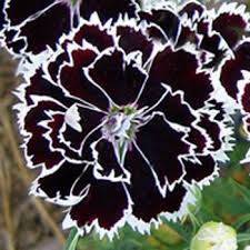Dianthus Seeds Dianthus Heddewigii Black White Flower Seed Siyah Cicekler Egzotik Cicekler Saksida Cicekler