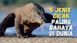 Portal remaja malaysia dengan info gaya hidup lit, cerita viral terbaru, trend fesyen & cantik, tip hubungan, rangkuman dewi & hero remaja serta update aktiviti terbaru bersama kami. 5 Jenis Cicak Yang Paling Berbahaya Di Dunia Youtube