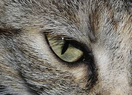 How fast can a camel drink? Interesting Animal Facts About Their Eyes Fgc Blog