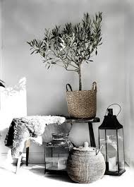 Trend Alert Olive Trees For Indoor Decorating Home Decor House Interior Minimalism Interior