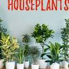 Indoor plants that don t need a lot of sunlight. 1