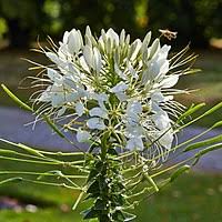 Image result for Cleome bororensis