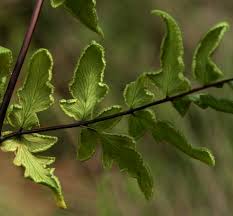 Image result for Cheilanthes viridis