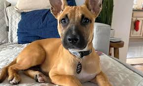 Browse dogs for adoptoin near chicago, il below. Want To Adopt A Pet Here Are 4 Canines To Adopt Now In Chicago Cbs Chicago