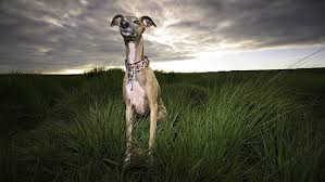 See more ideas about italian greyhound, greyhound, whippet. Hd Wallpaper Face Portrait Dog Bandana Bokeh Italian Greyhound Greyhound Dog Wallpaper Flare