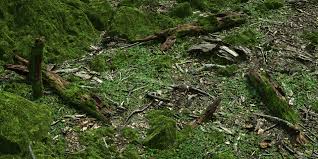 105 forest map assets and 8 seamlessly tiling textures. Artstation Forestfloor Christoph Schindelar