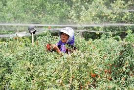 Buy goji berries ★ topseller ★ compare ★ tests ★ guides ★ experiences ★ buy online. Bad Weather In China Causes Goji Berry Price To Increase