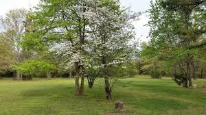 The individual cremation process, placing the cremated remains in an attractive urn and hand delivering the remains back to you or your veterinary hospital to be reunited with your family. Pet Cremation Services Of Arkansas